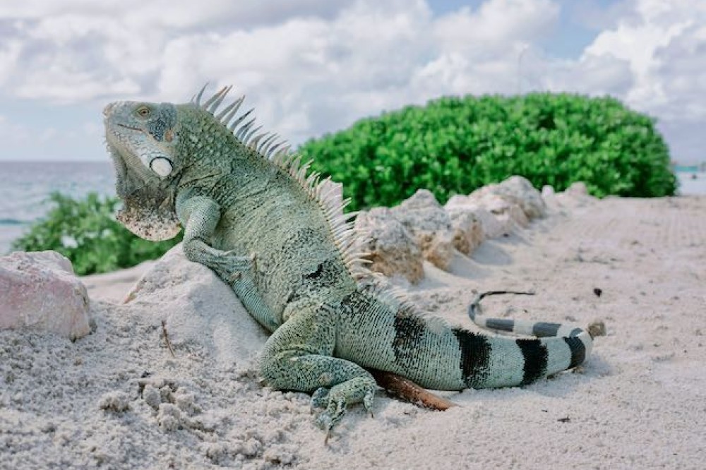 Het oosten van Curacao - Curacao Vakantiehuizen